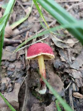 Hortiboletus rubellus (Krombh.) Simonini, Vizzini & Gelardi 2015 resmi