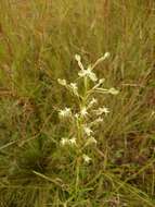 Image de Habenaria nyikana Rchb. fil.