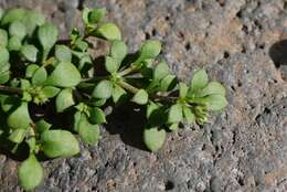 Imagem de Polycarpaea divaricata Poir. ex Steud.