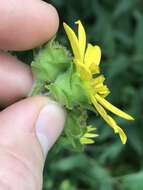 Imagem de Silphium integrifolium var. asperrimum (Hook.) B. L. Turner