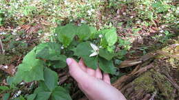 Image of Trillium erectum var. album (Michx.) Pursh