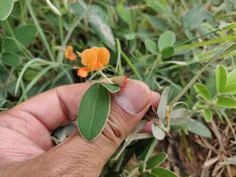 Plancia ëd Tephrosia tinctoria Pers.