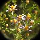 Image of Galatella sedifolia subsp. rigida (Cass.) Greuter