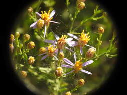 Image of Galatella sedifolia subsp. rigida (Cass.) Greuter