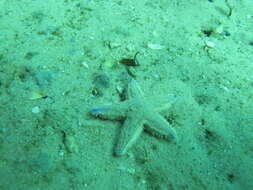 Image of Astropecten irregularis pontoporeus Sladen 1883