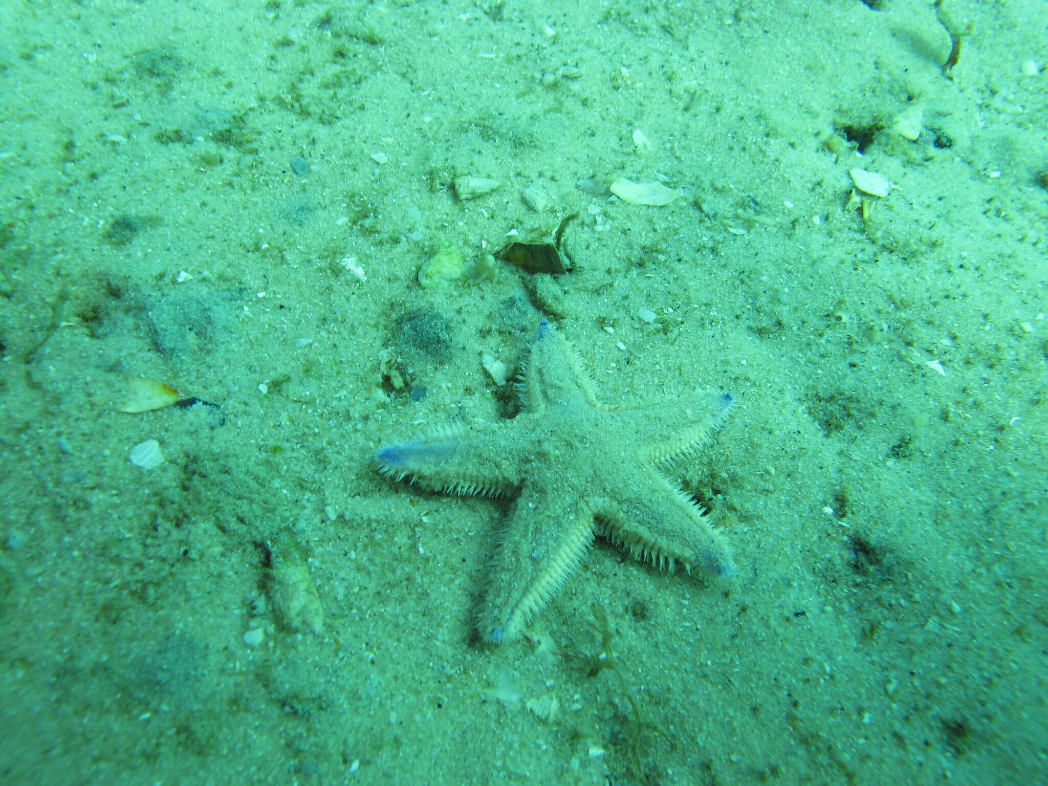 Image of Astropecten irregularis pontoporeus Sladen 1883