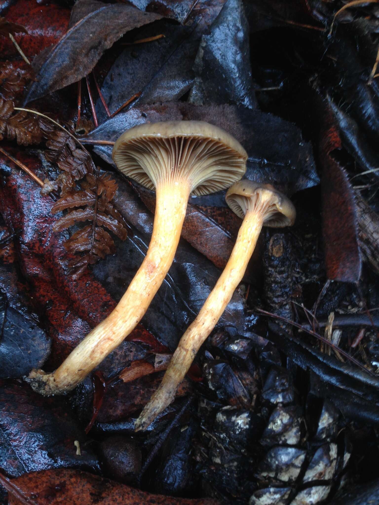 Chroogomphus ochraceus (Kauffman) O. K. Mill. 1964 resmi