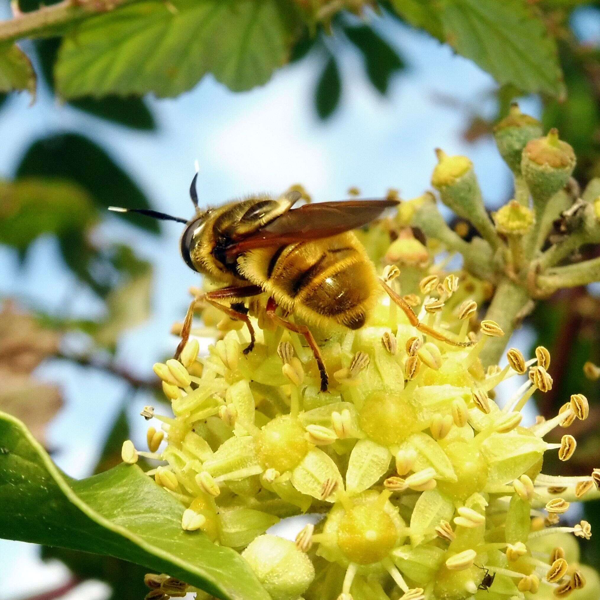 Image of Golden hoverfly