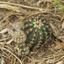 Image of Echinocereus fitchii subsp. albertii