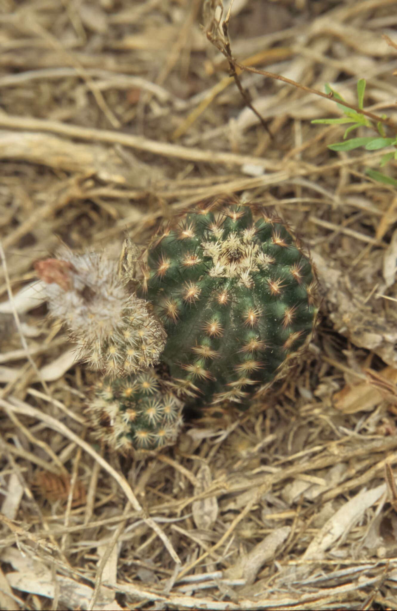 صورة Echinocereus fitchii subsp. albertii