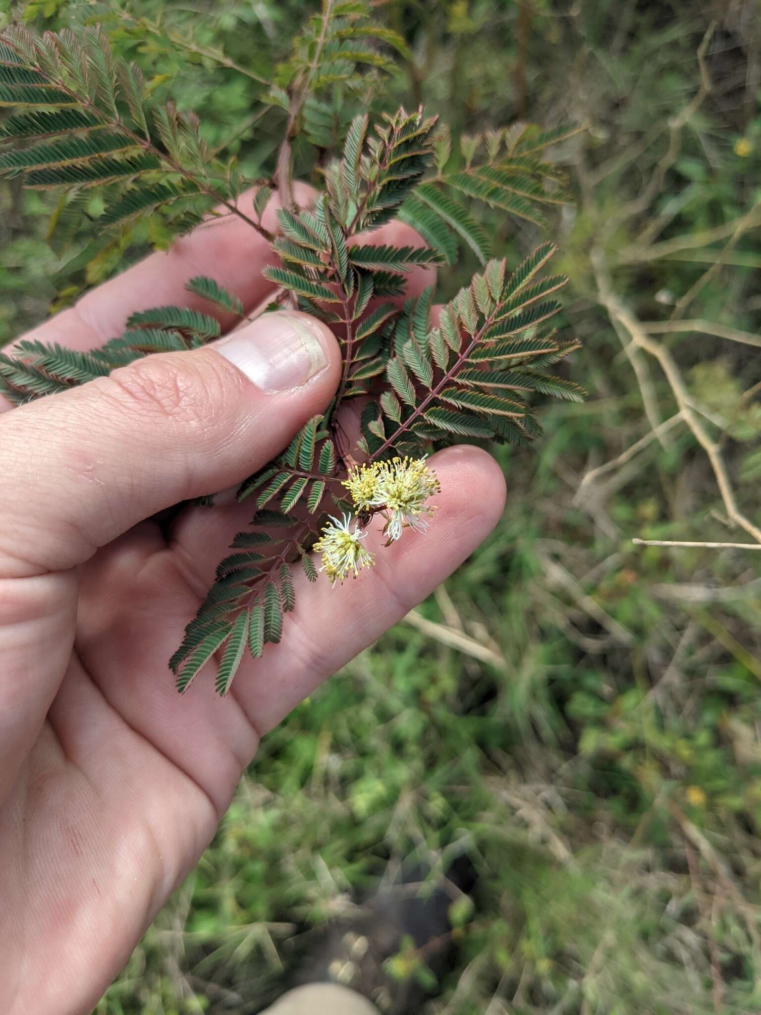 Слика од Desmanthus bicornutus S. Watson