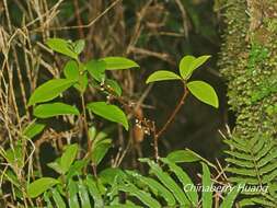 Image of Myrsine stolonifera (Koidz.) E. Walker