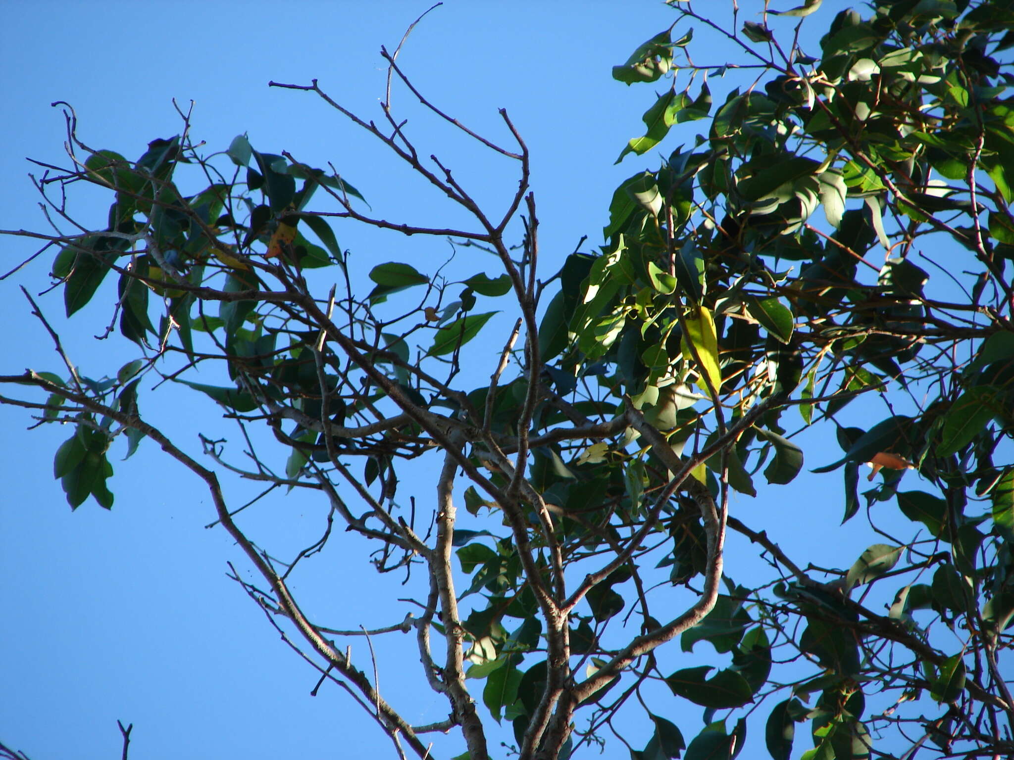 صورة Corymbia calophylla (Lindl.) K. D. Hill & L. A. S. Johnson