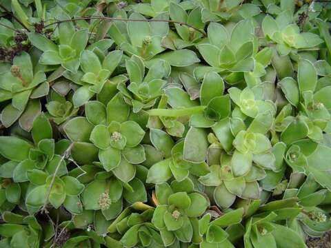 Image of Crassula orbicularis L.