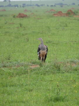 Image of Kori Bustard