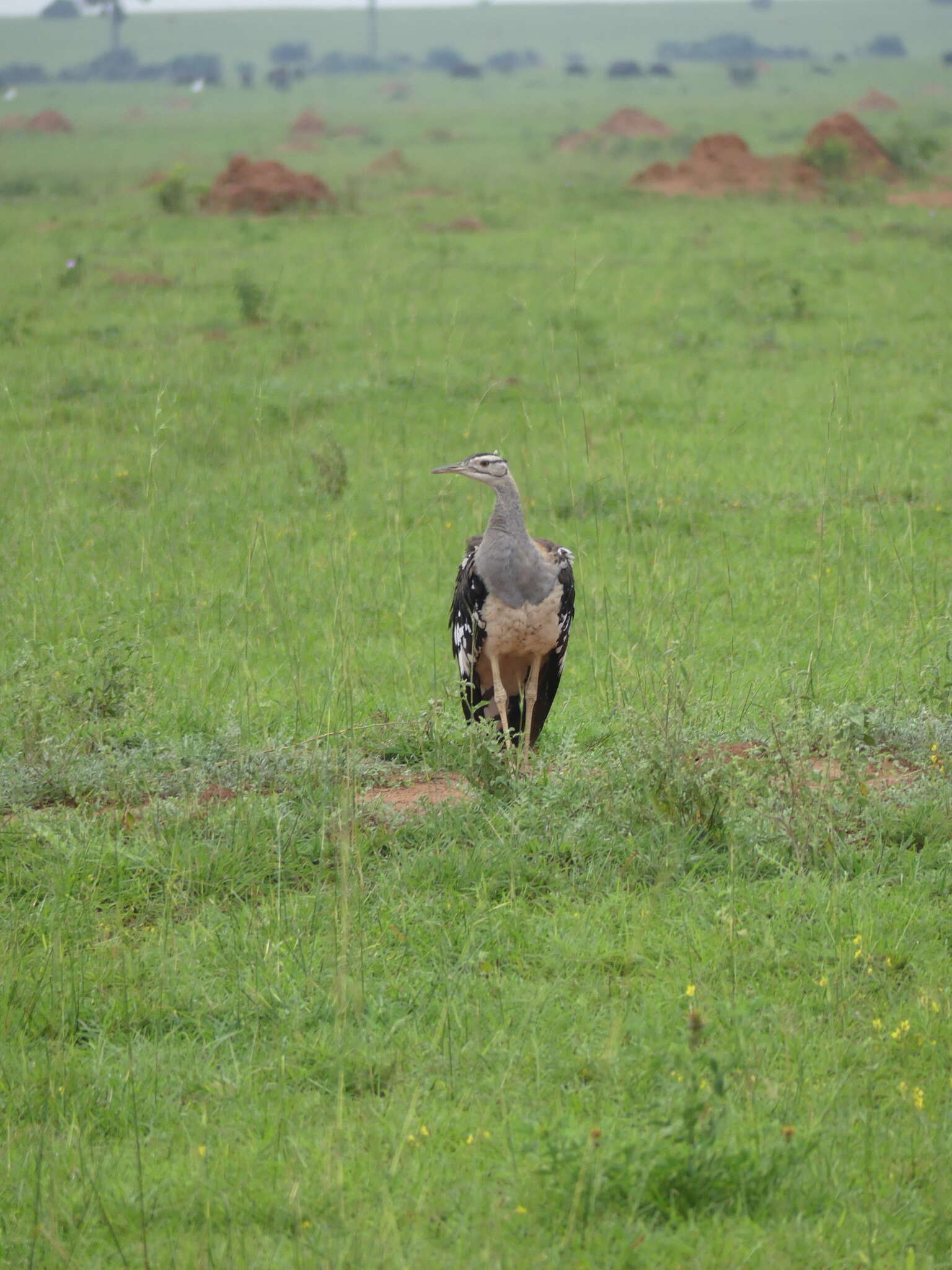 Image of Kori Bustard