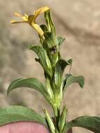 Image of Barleria senensis Klotzsch