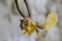 Image of Laminaria longipes Bory de Saint-Vincent 1826