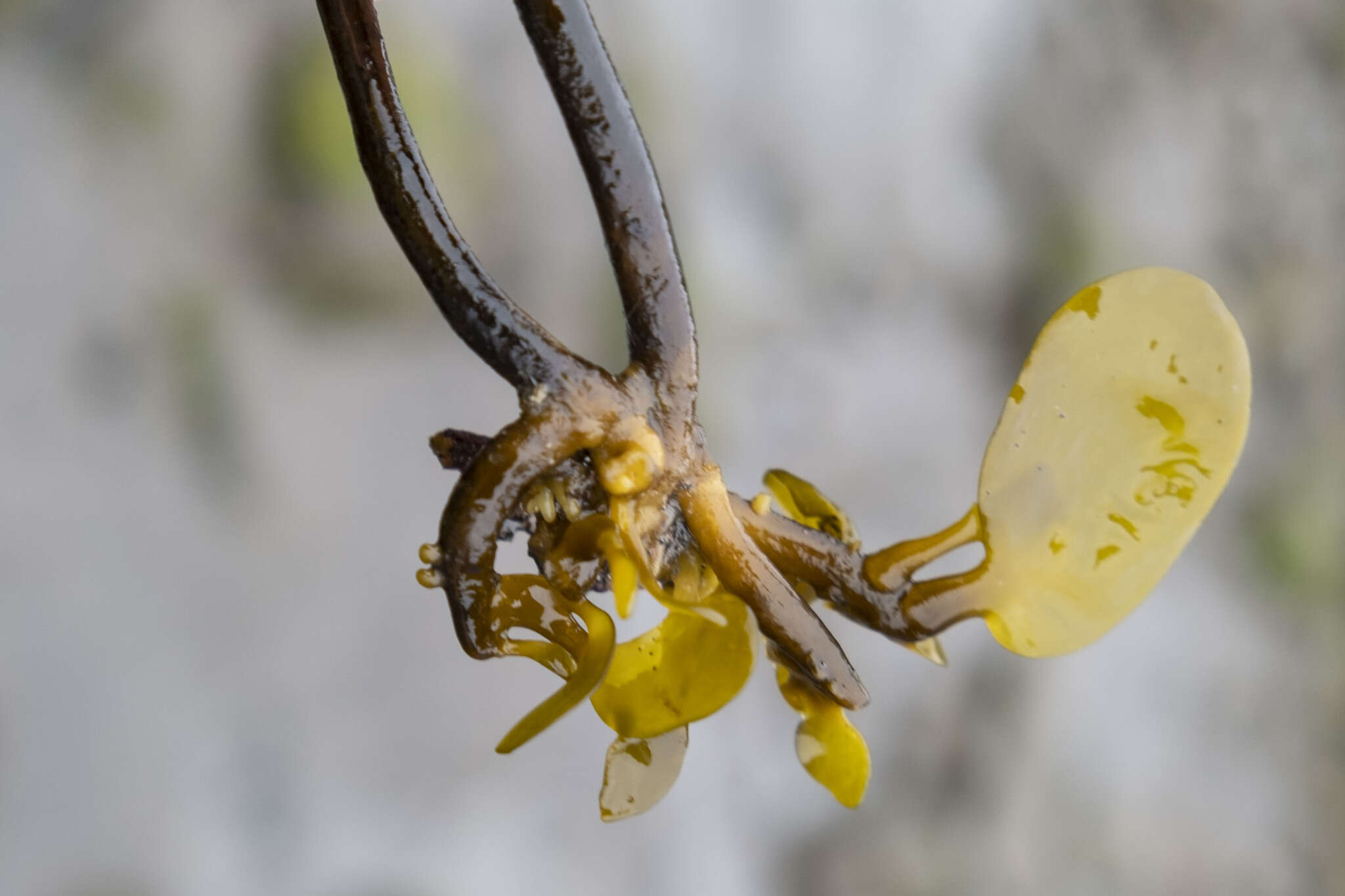 Image de Laminaria longipes Bory de Saint-Vincent 1826