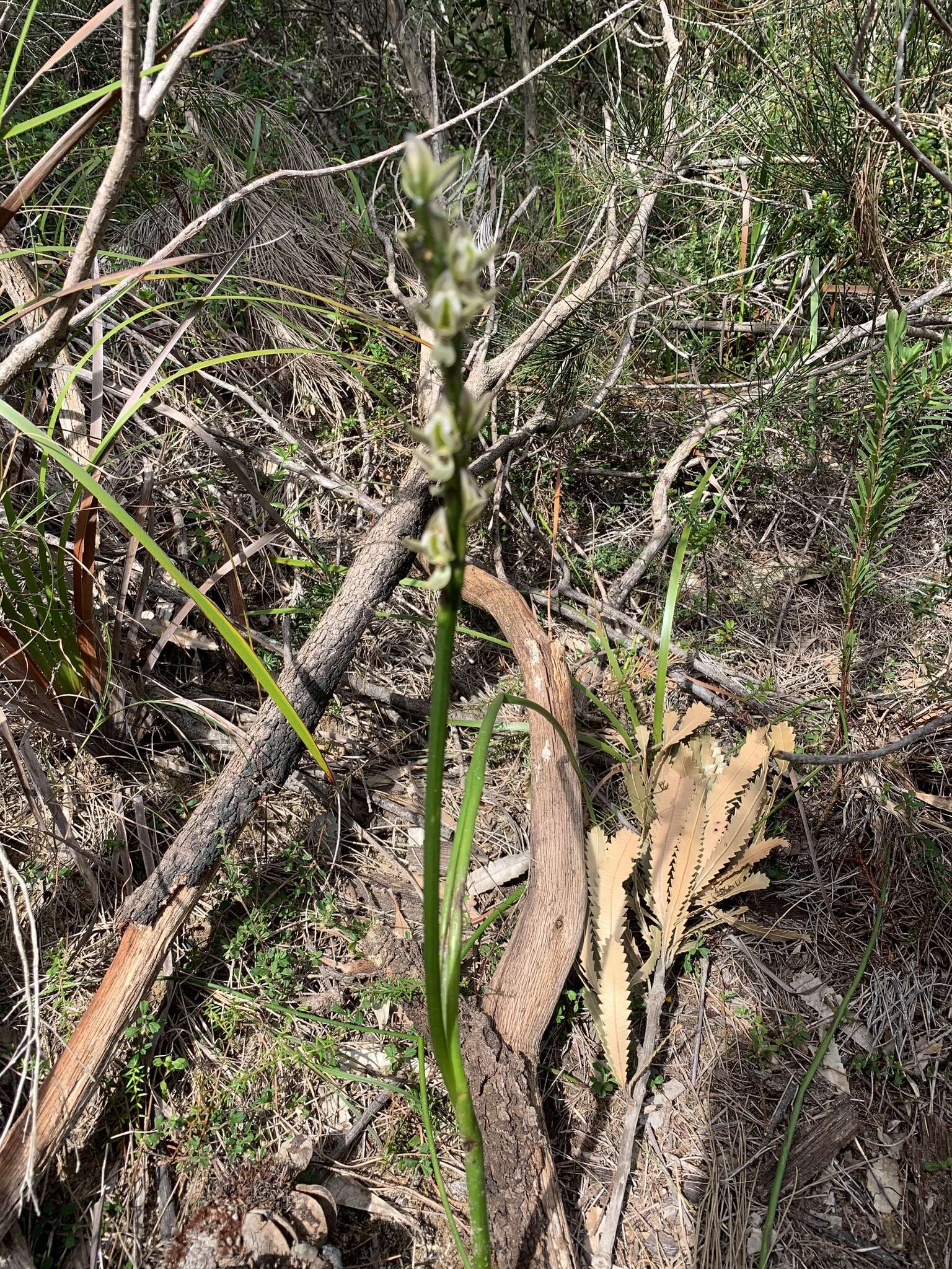 Imagem de Prasophyllum elatum R. Br.