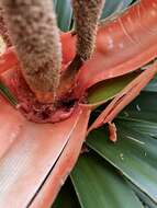 Image de Freycinetia arborea Gaudich.