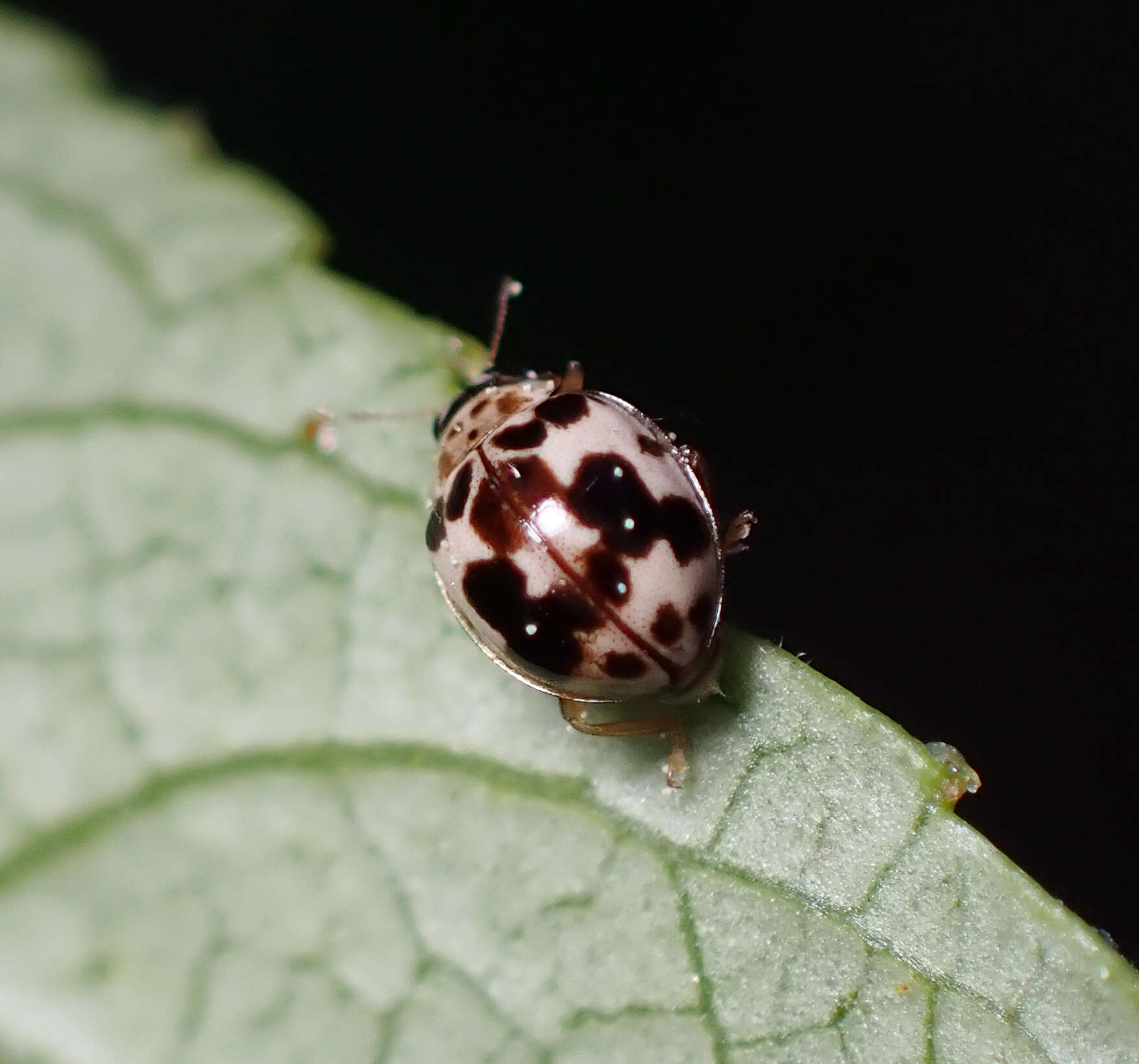 Psyllobora borealis Casey 1899 resmi