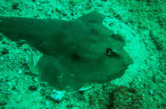 Image of Cortez Electric Ray