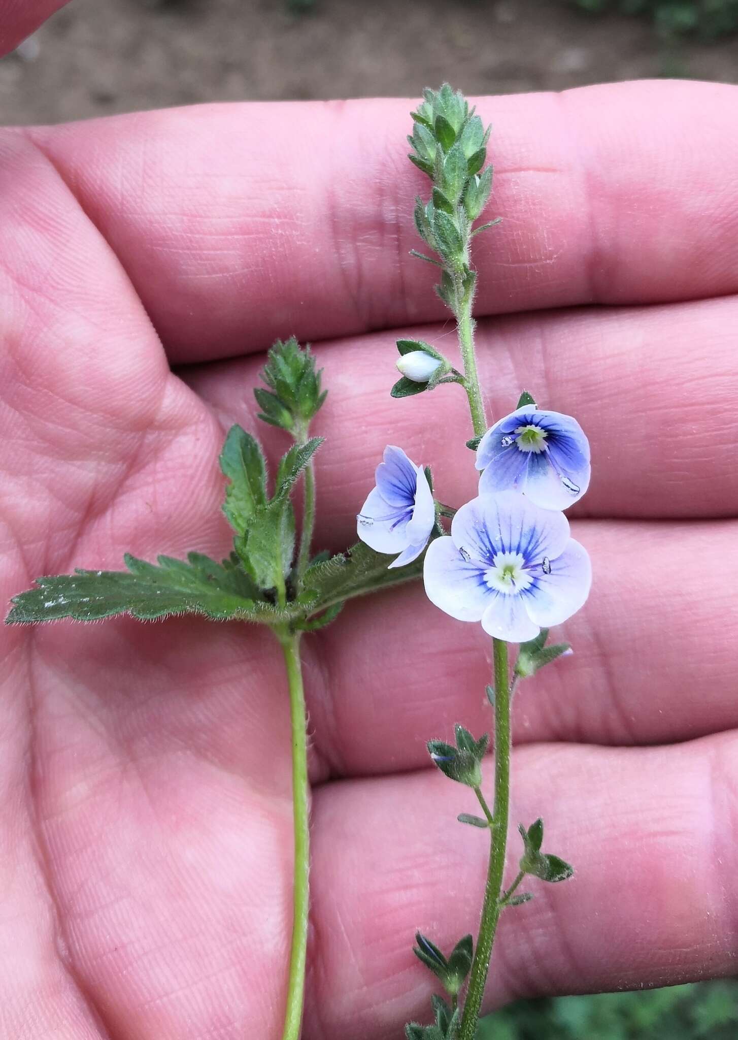 Image of Veronica vindobonensis (M. Fisch.) M. Fisch.