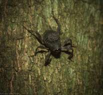 Image of Onidistus araneus Pascoe 1870