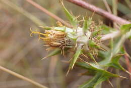 Image of Berkheya pinnatifida (Thunb.) Thell.