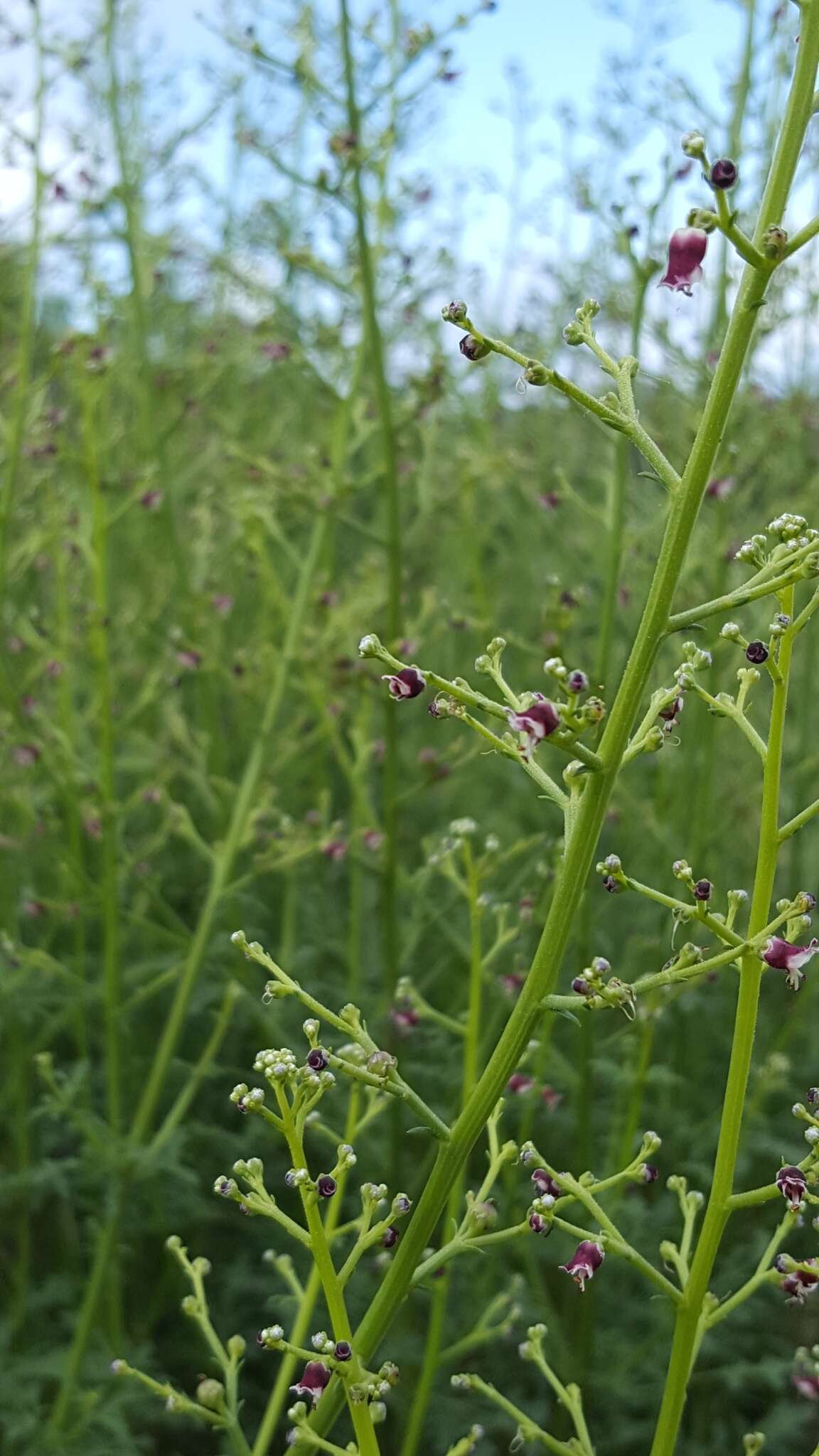 Scrophularia canina L. resmi