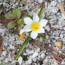 Image of Moraea variabilis (G. J. Lewis) Goldblatt