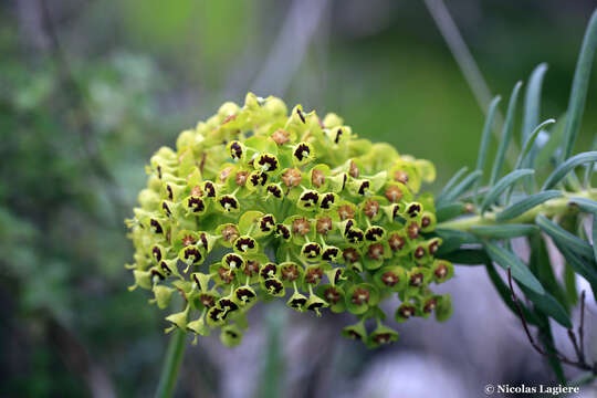 Image of Euphorbia characias subsp. characias