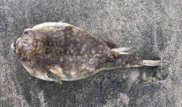 Image of Hong Kong Pufferfish