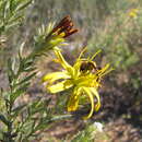 Image of Cullumia micracantha DC.