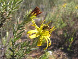 Image de Cullumia micracantha DC.