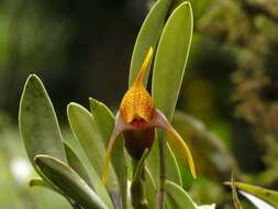 Image of Masdevallia peristeria Rchb. fil.