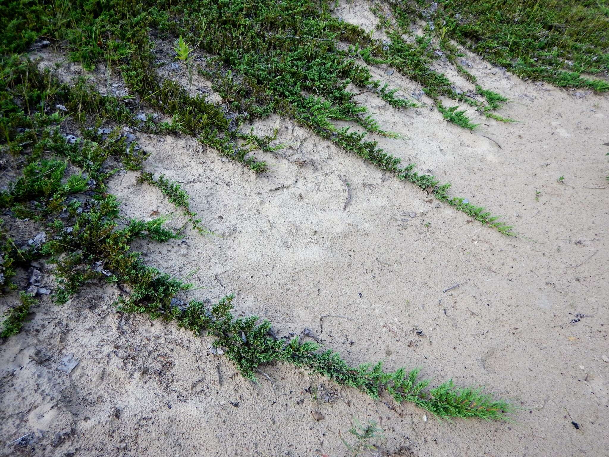 Image of creeping juniper