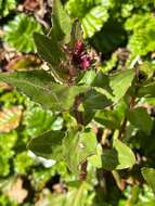 Image of Epilobium australe Poepp. & Hausskn.