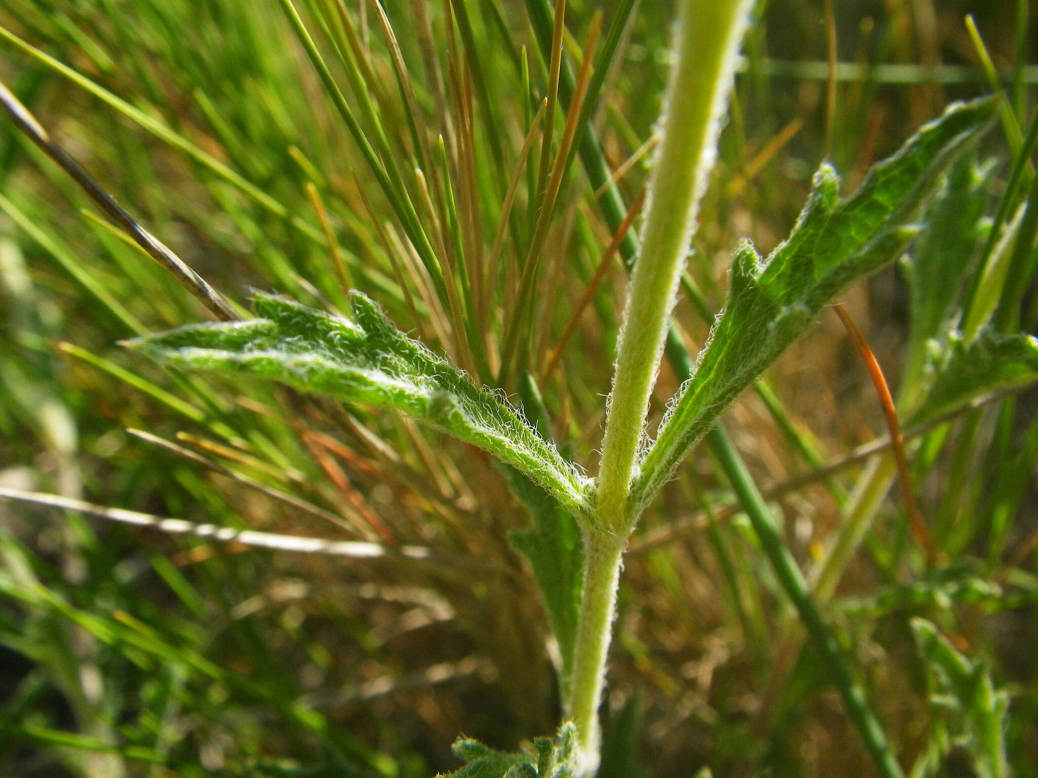 Image de Sideritis fruticulosa Pourr.