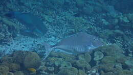 Image of Humpback Unicornfish