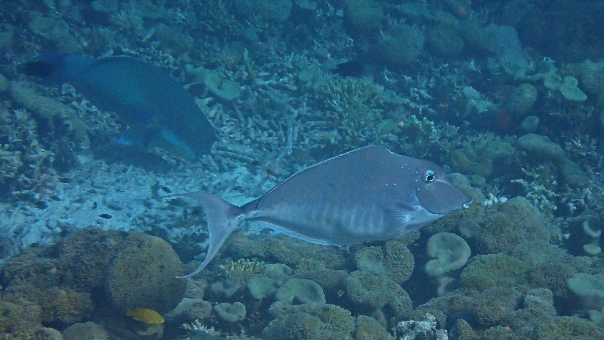 Image of Humpback Unicornfish