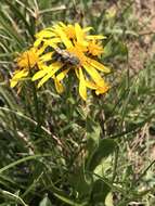 Image of Thick-Leaf Ragwort