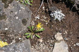 Image of Taraxacum bicorne Dahlst.