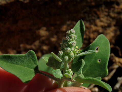 Слика од Chenopodium phillipsianum Aell.