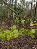 Image de Sageretia minutiflora (Michx.) Trel.