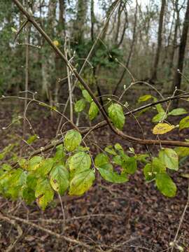 Image of Small-Flower Mock Buckthorn