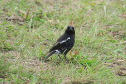 Image of Pied Bush Chat