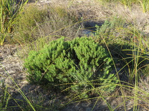 Image of <i>Leucadendron <i>lanigerum</i></i> var. lanigerum