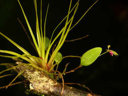 Imagem de Lepanthes acarina Luer